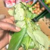 Fresh uziza