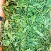 Fresh waterleaf