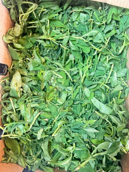 Fresh waterleaf