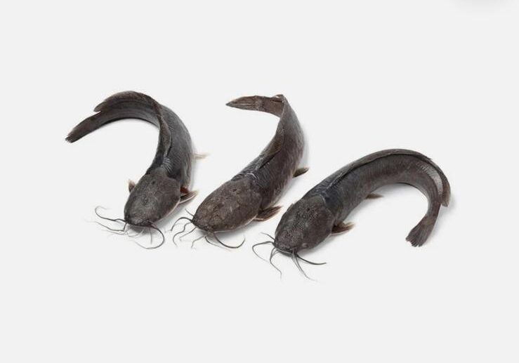 Catfish frozen Pack