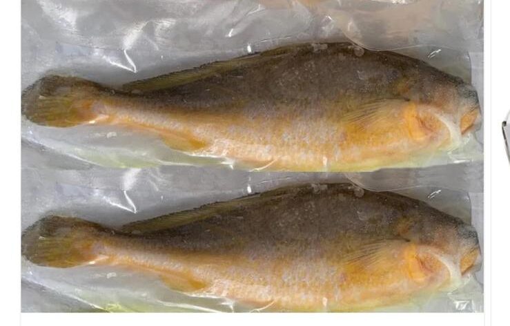 Yellow croaker Pack